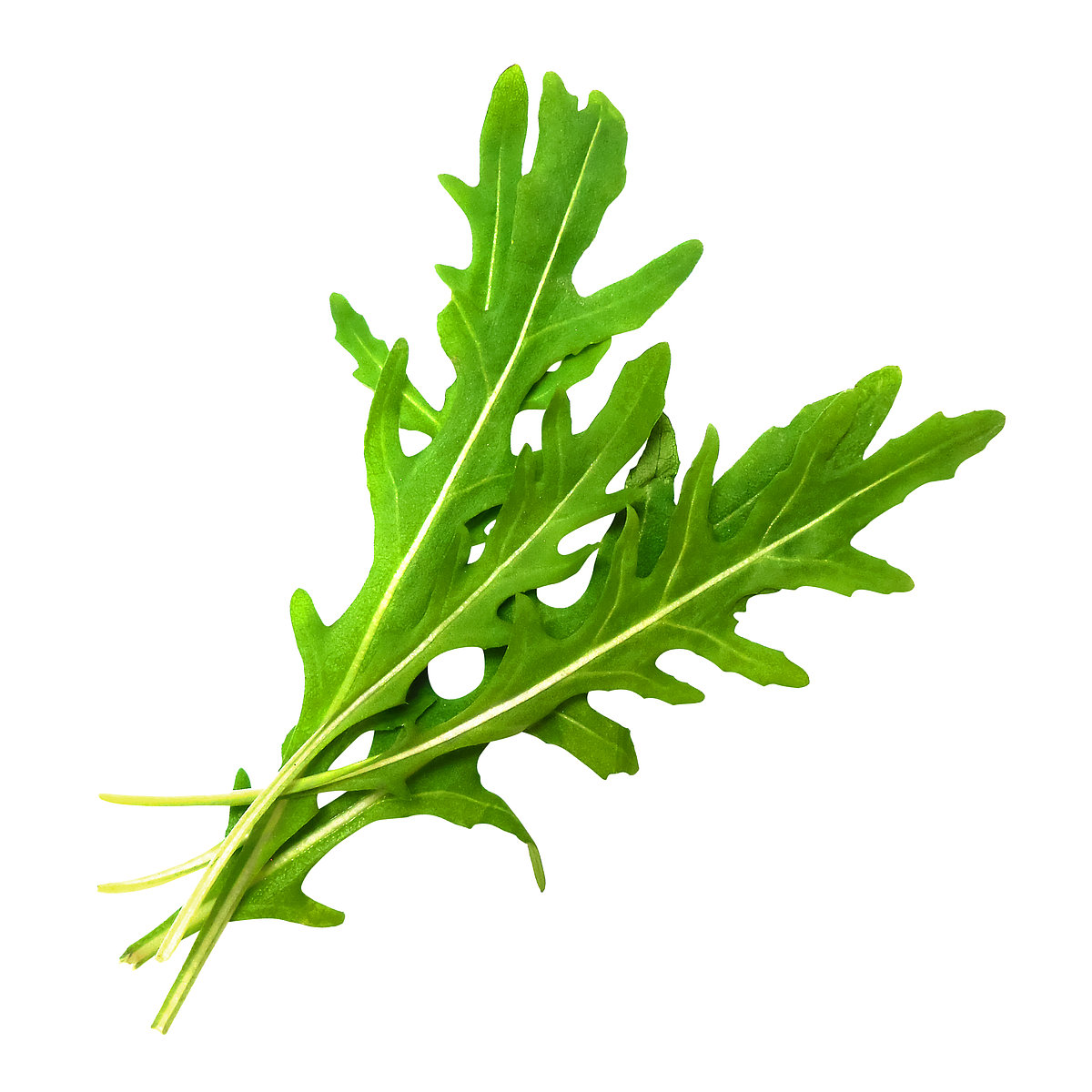 Maschinelle Unkrautbekämpfung ohne den Rucola zu beschädigen. Rucola