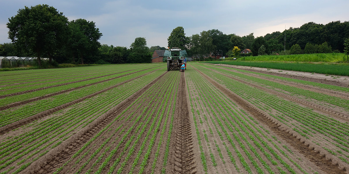 Im Heckanbau oder als Zwischenachsanbau einsetzbare Hacktechnik. Traktor steht auf gehacktem Rucolafeld
