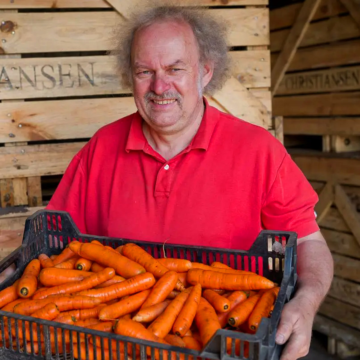 Farmer holding box of carrots from bed cultivation