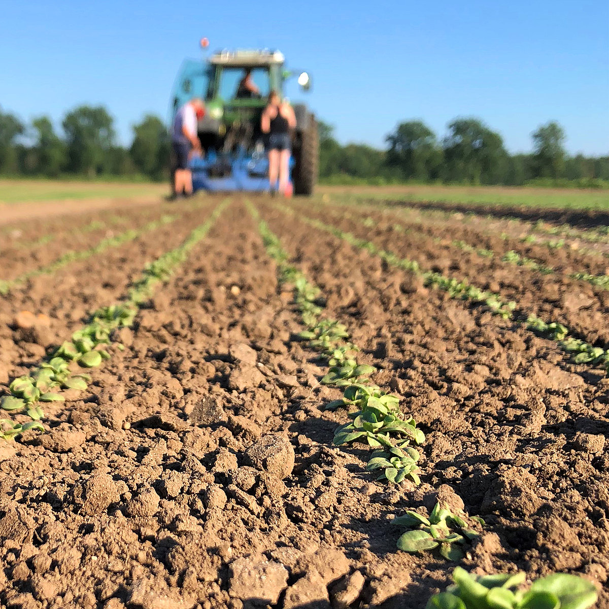 Lamb's lettuce in weed-free bed, two people watching rear mounted machine pulled by tractor