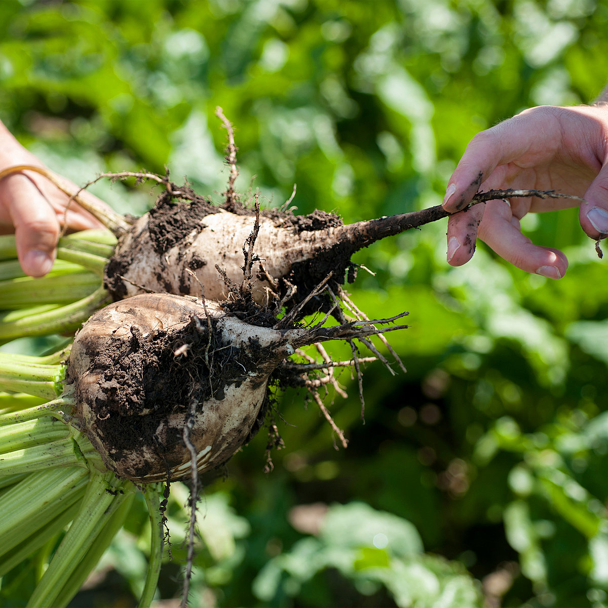 Contrôle écologique des adventices sans apports de pesticides. Deux mains tiennent un bulbe de betterave et l’examinent.
