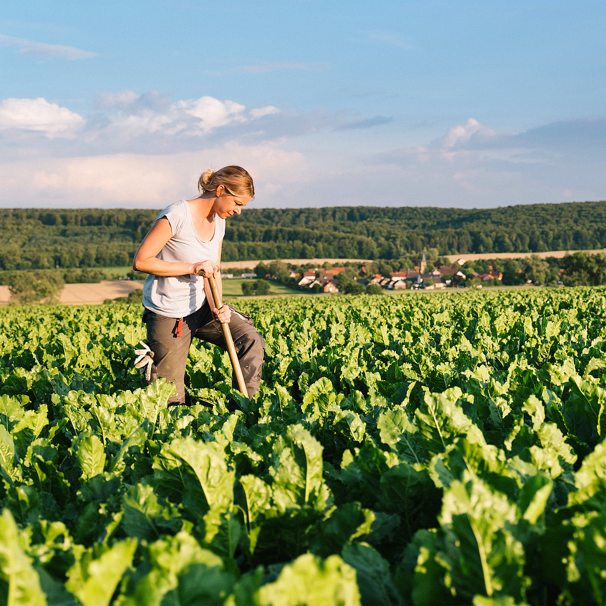 Woman with shovel in field full of sugar beets